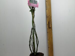 rosa 'racquel'(tm) renaissance®
