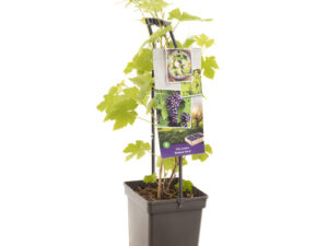 vitis boskoop glorie vp5