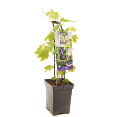 vitis boskoop glorie vp5