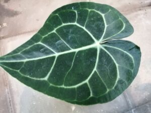 anthurium clarinervium