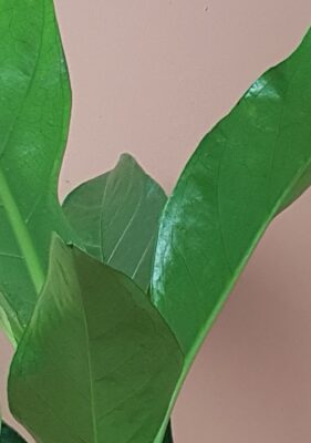 Anthurium jungle bush