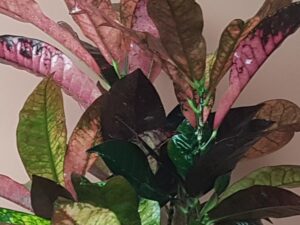 codiaeum variegatum var. pictum 'mrs iceton'