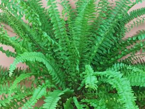 nephrolepis exaltata green lady