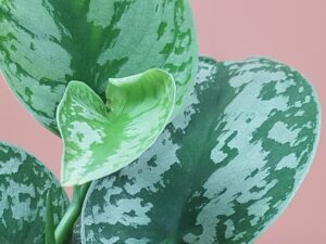 scindapsus pict trebie