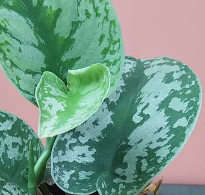 scindapsus pict trebie