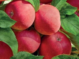 malus dom sweet love laagstam p24