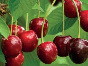 prunus avium regina leivorm p24