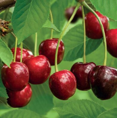 prunus avium regina leivorm p24