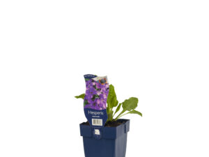 (wi) hesperis matronalis