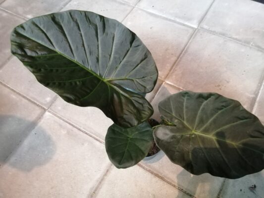 alocasia regal shields