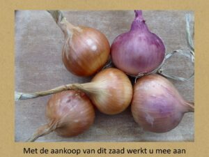 berltsumer brune sipel