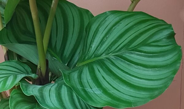 calathea orbifolia
