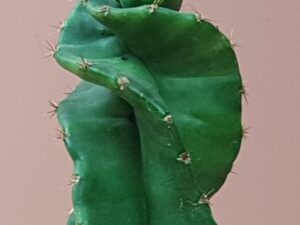 cereus