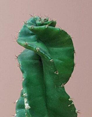 cereus