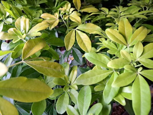 choisya t. ‘lich’