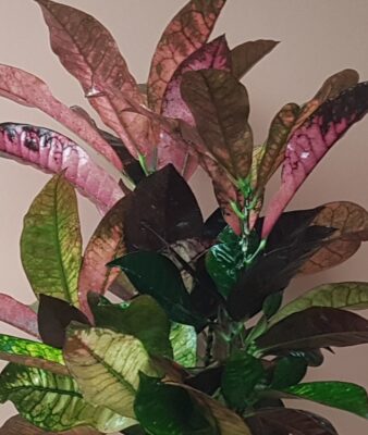 codiaeum variegatum var. pictum ‘mrs iceton’