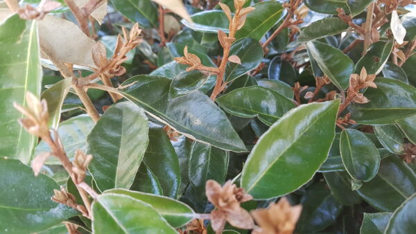 elaeagnus ebbingei