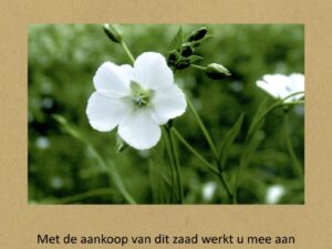 fryske flaaksrassen 2 soorten