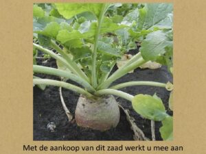 fryske giele brûnskop