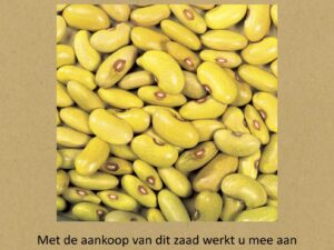 fryske giele wâldbean