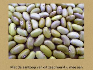 fryske giele wâldbean oan de stok