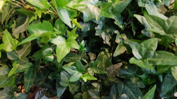 hedera helix pittsburgh