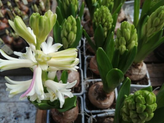 hyacinth white pearl
