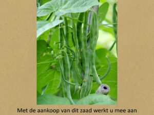 Koudumer beantsje Frysk Beantsje stok