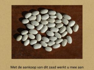 koudumer stamsnijbean