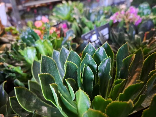 lewisia cotyledon ‘mountain dreams’