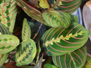 Maranta Fascinator
