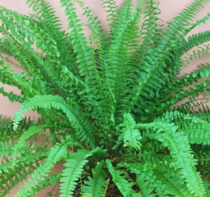 nephrolepis exaltata green lady