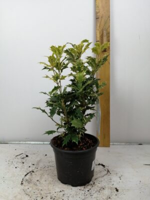 Osmanthus het. ‘Goshiki’
