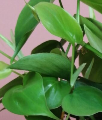 peperomia obt green gold
