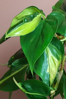 philodendron scandens brasil