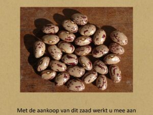 Readbunte Fryske Stokbean