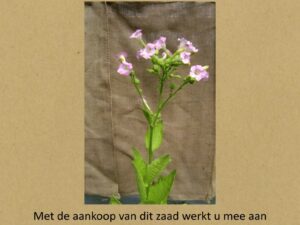 sumarder oarlochstabak