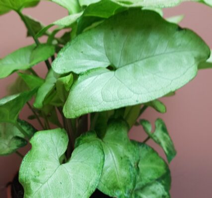 syngonium white butterfly