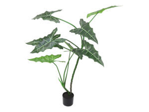 alocasia s groen