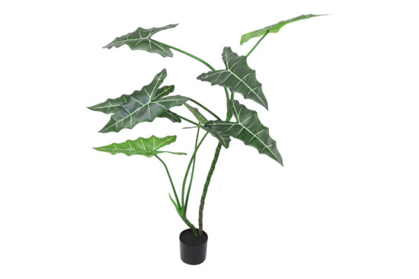 alocasia s groen