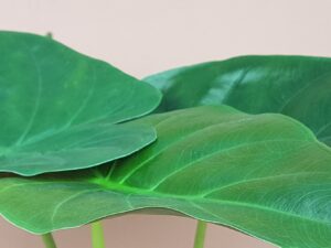 alocasia wentii