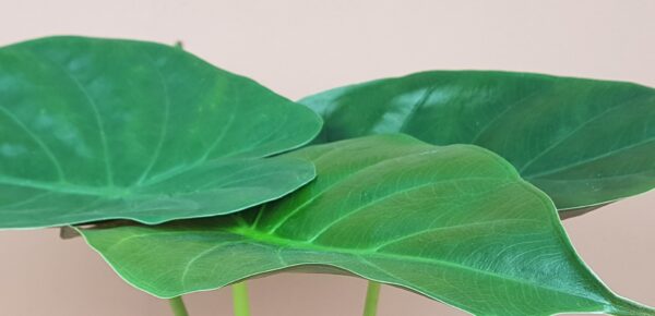alocasia wentii