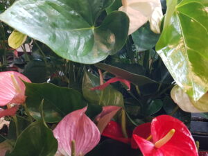 anthurium diverse kleuren