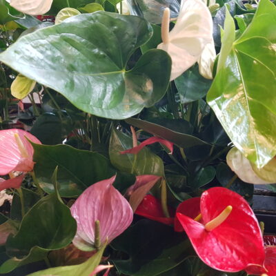 anthurium diverse kleuren