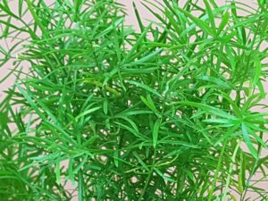 asparagus d sprengeri
