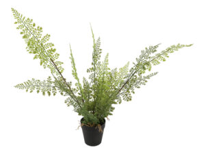 asparagus l groen