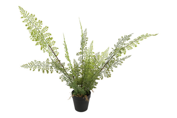 asparagus l groen