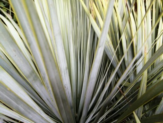 chamaerops humilis