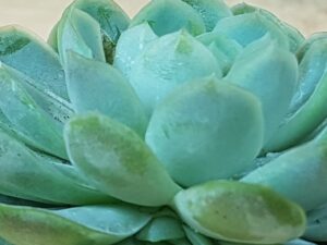 echeveria elegans