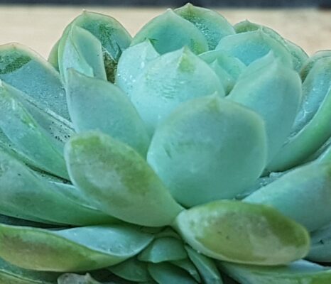 echeveria elegans